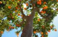 7 especies de árboles que puedes plantar en un jardín Mediterráneo