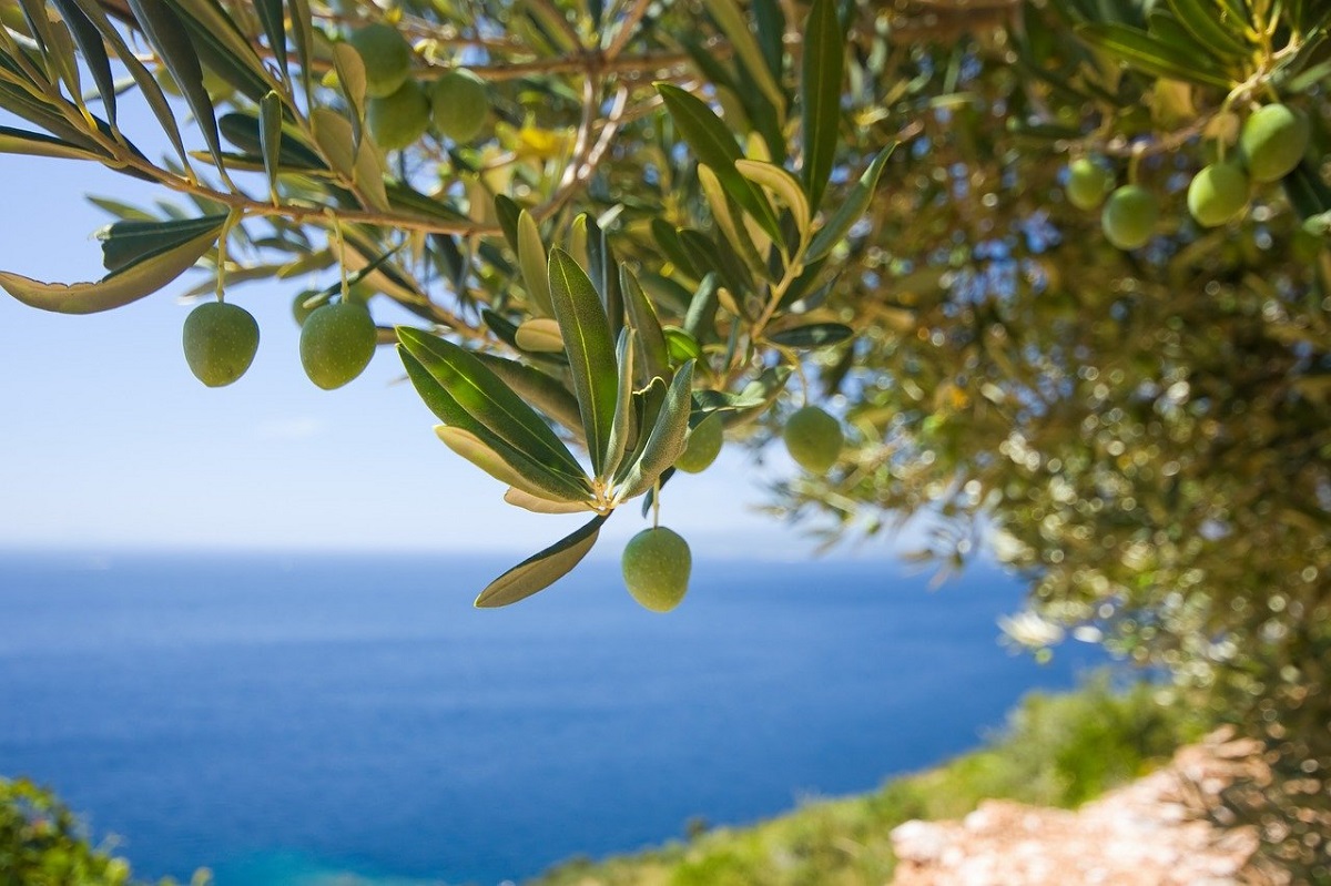 7 especies de árboles que puedes plantar en un jardín mediterráneo