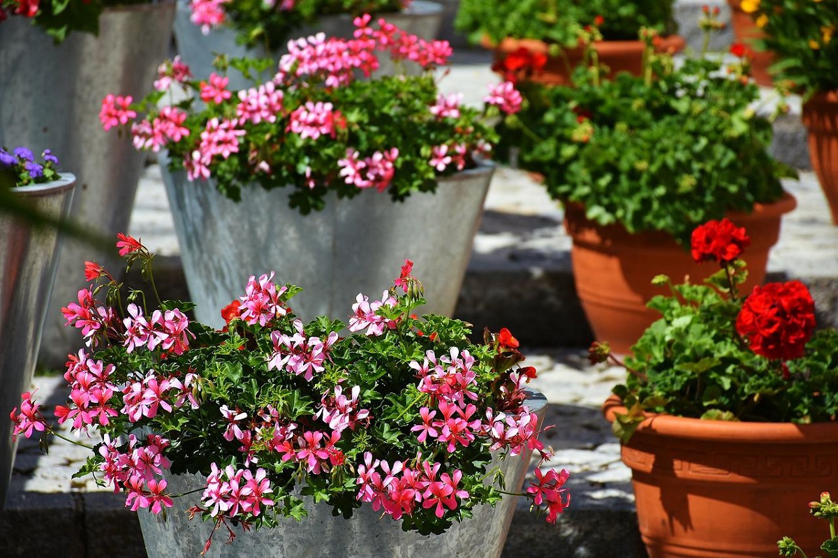 ¿Qué plantas son perfectas para tu balcón o terraza en primavera?