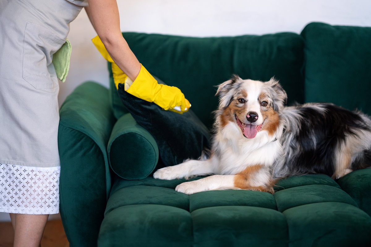 Consejos definitivos para limpiar el pelo de mascotas en casa