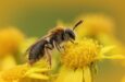 Cómo decorar un jardín para ayudar a las abejas