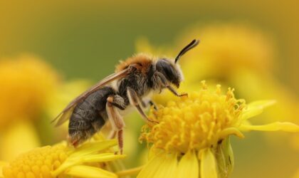 Cómo decorar un jardín para ayudar a las abejas