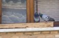 ¿Cómo limpiar las manchas de paloma de un balcón?