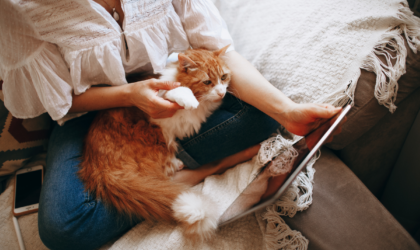 Cuidado de los gatos en casa con la nueva ley animal