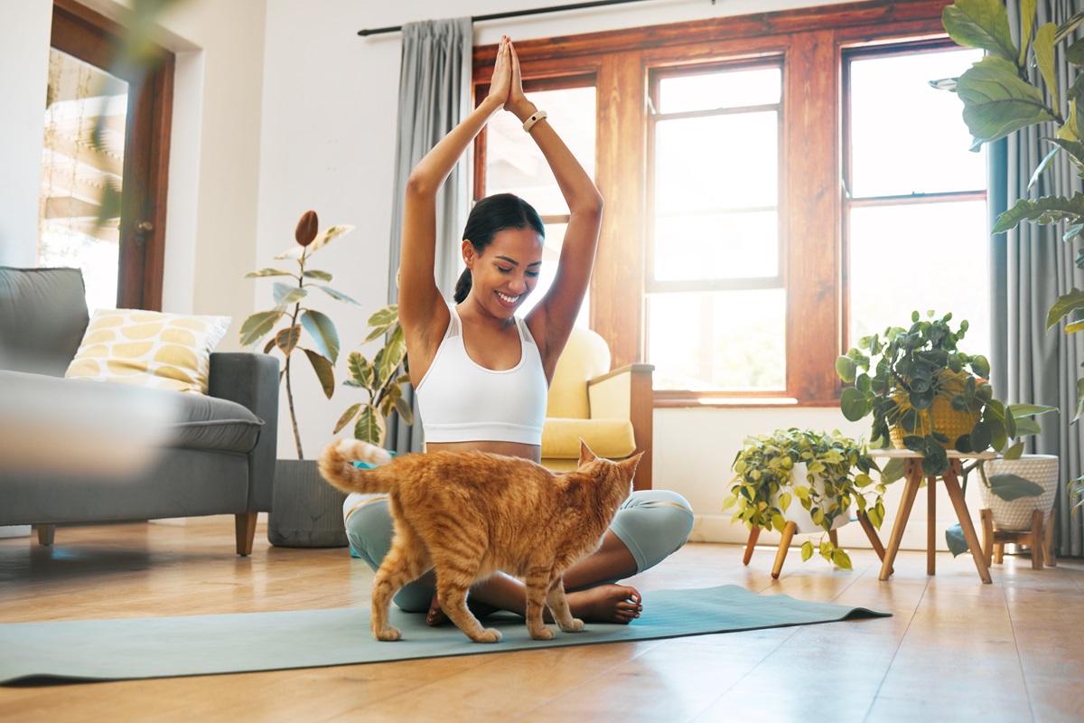 Cuidado de los gatos en casa con la nueva ley animal